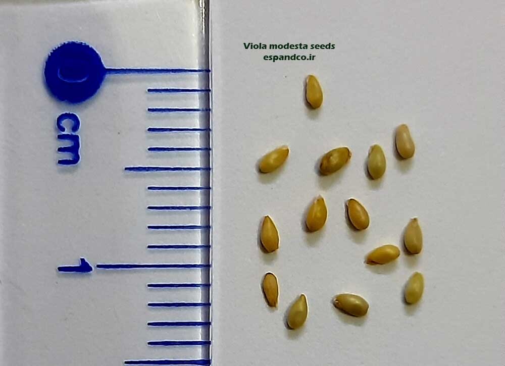 Viola modesta seeds